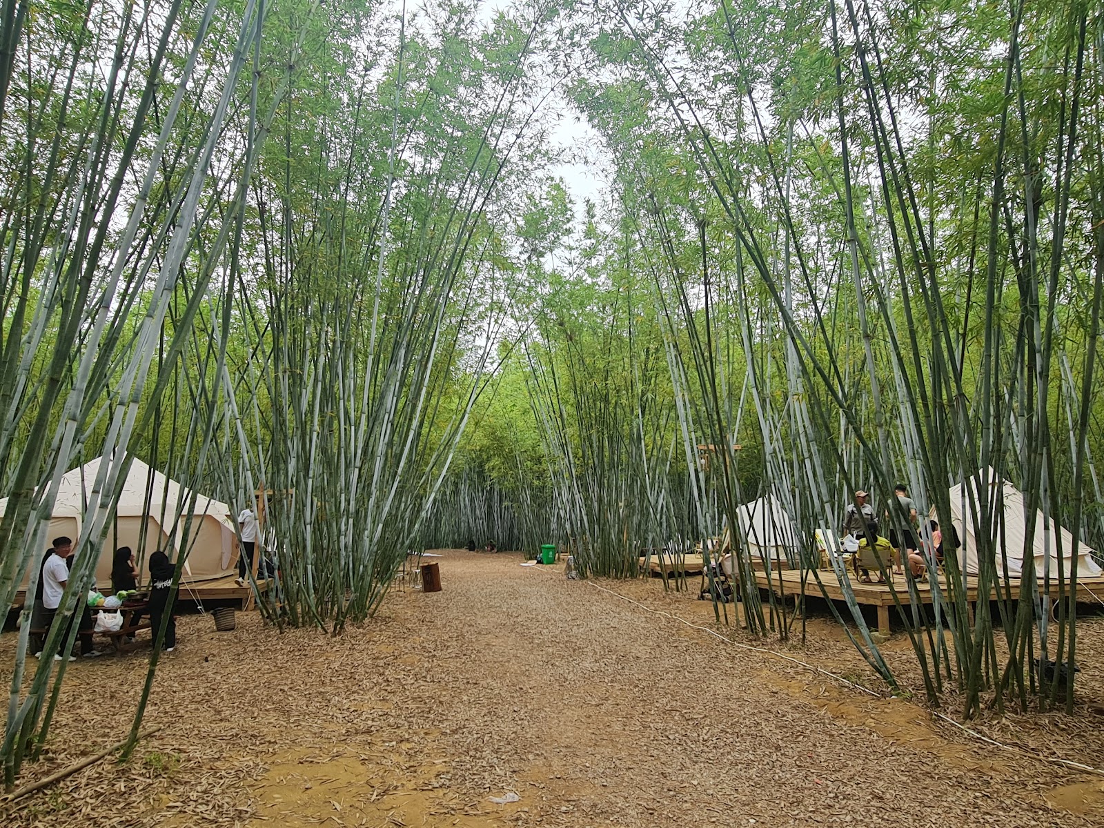 Chè Xanh Bản Ven