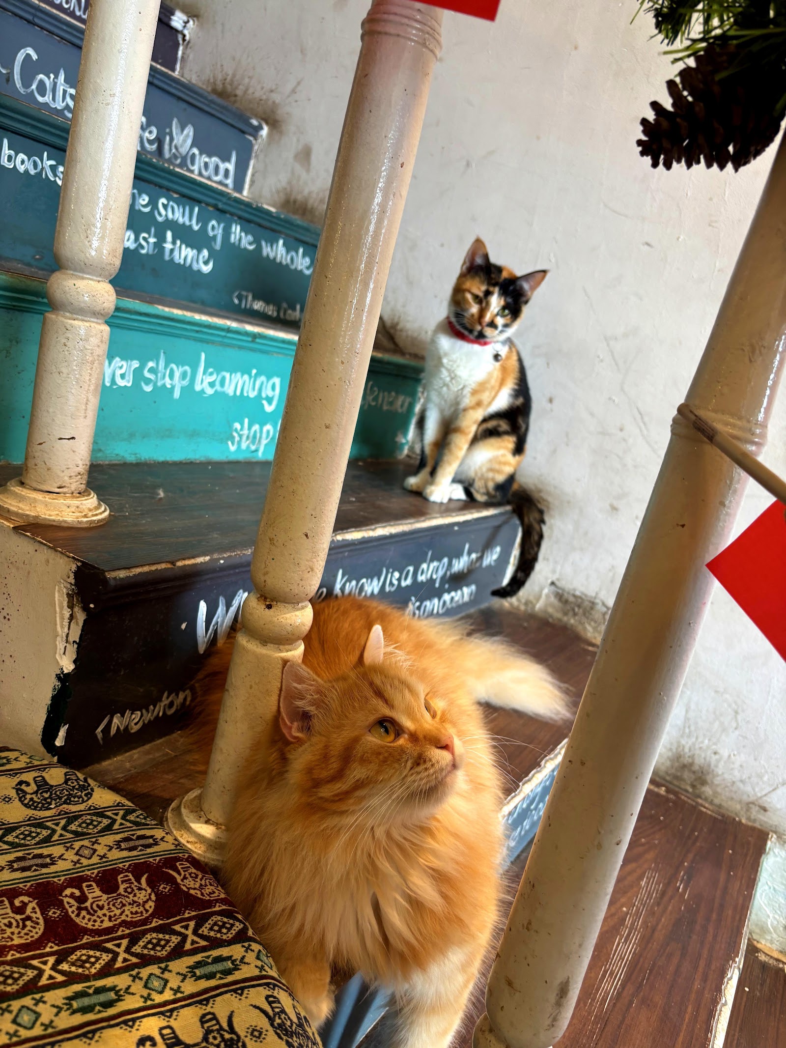 Oleoleo Coffee Books & Cats ( Cat coffee )