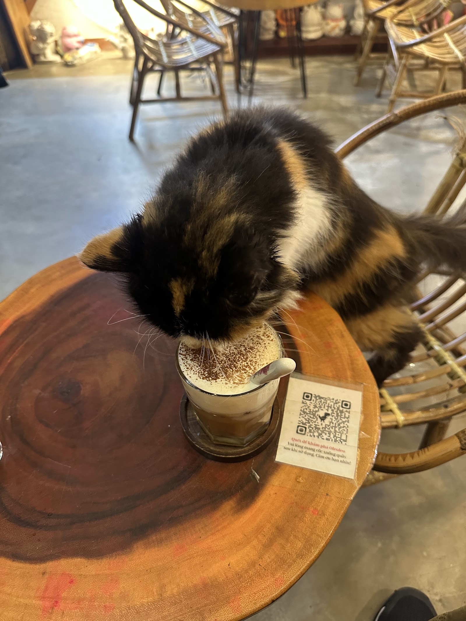Oleoleo Coffee Books & Cats ( Cat coffee )