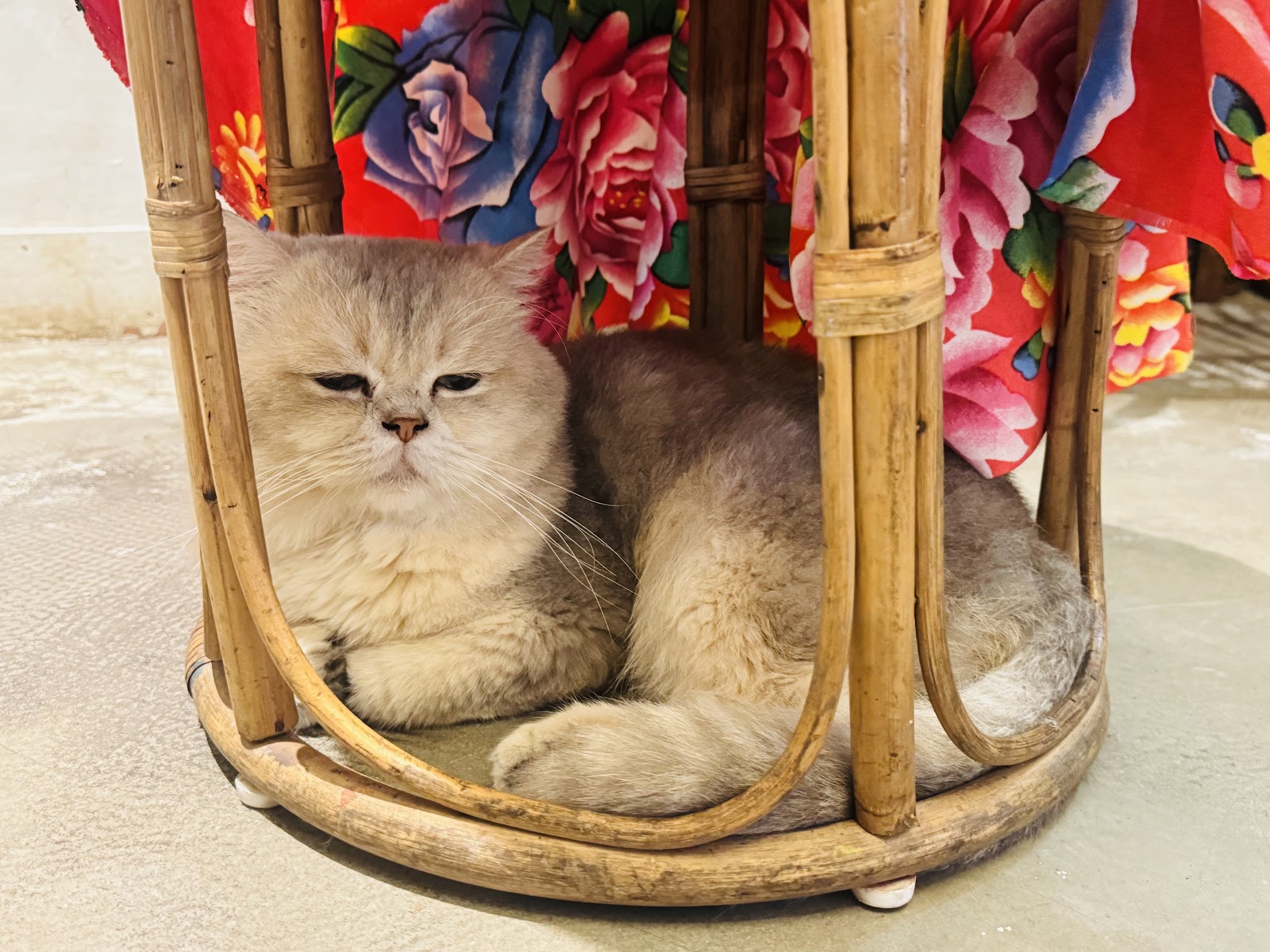 Oleoleo Coffee Books & Cats ( Cat coffee )