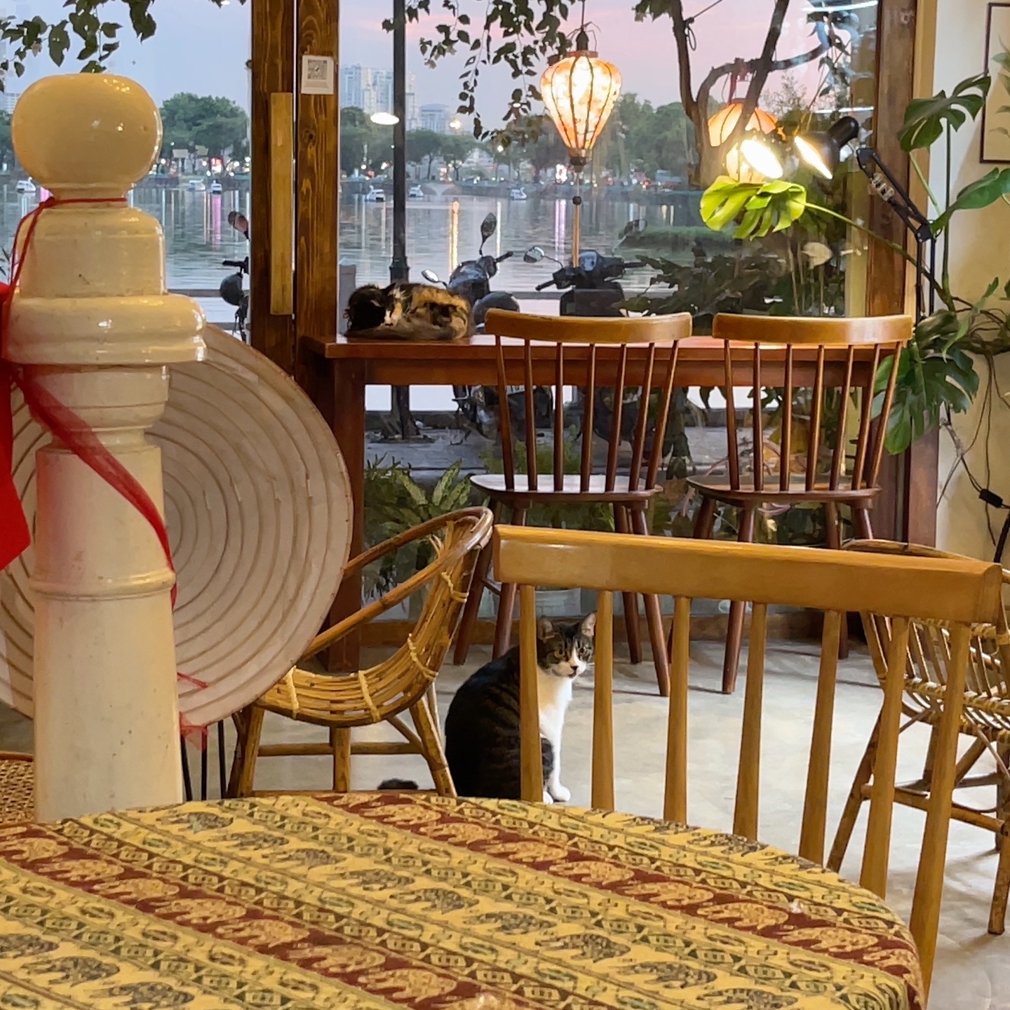 Oleoleo Coffee Books & Cats ( Cat coffee )